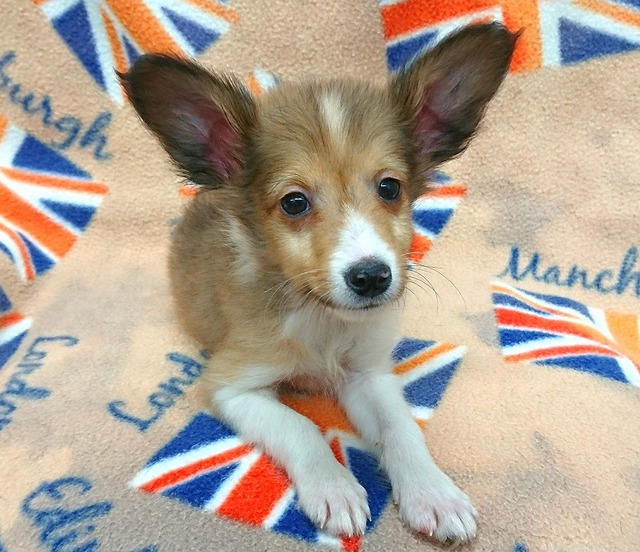 MIX(パピヨン×シェットランドシープドッグ) | 犬の販売 | 唐津ケンネル